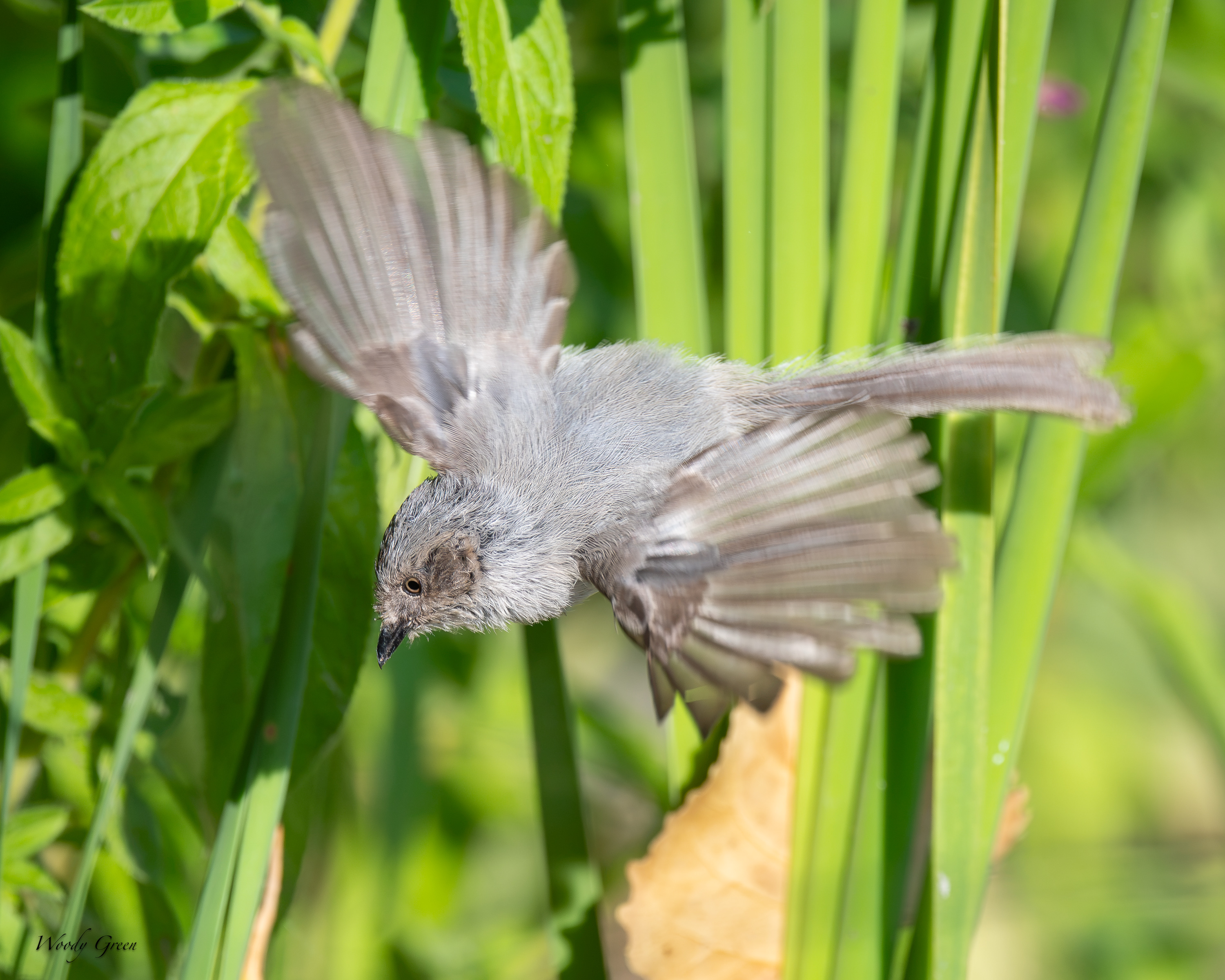 Bushtit-704.jpg