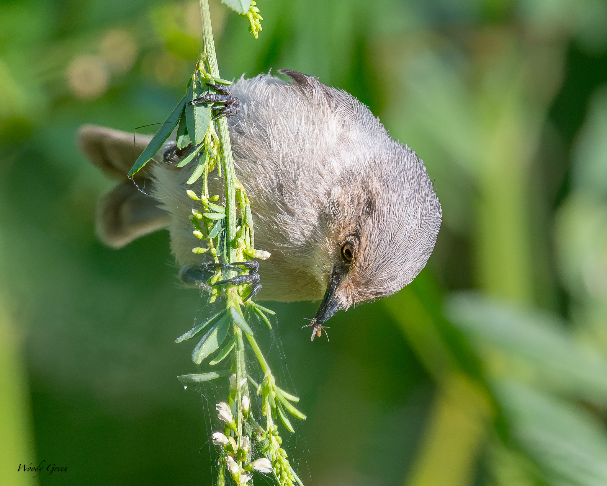 Bushtit-705.jpg