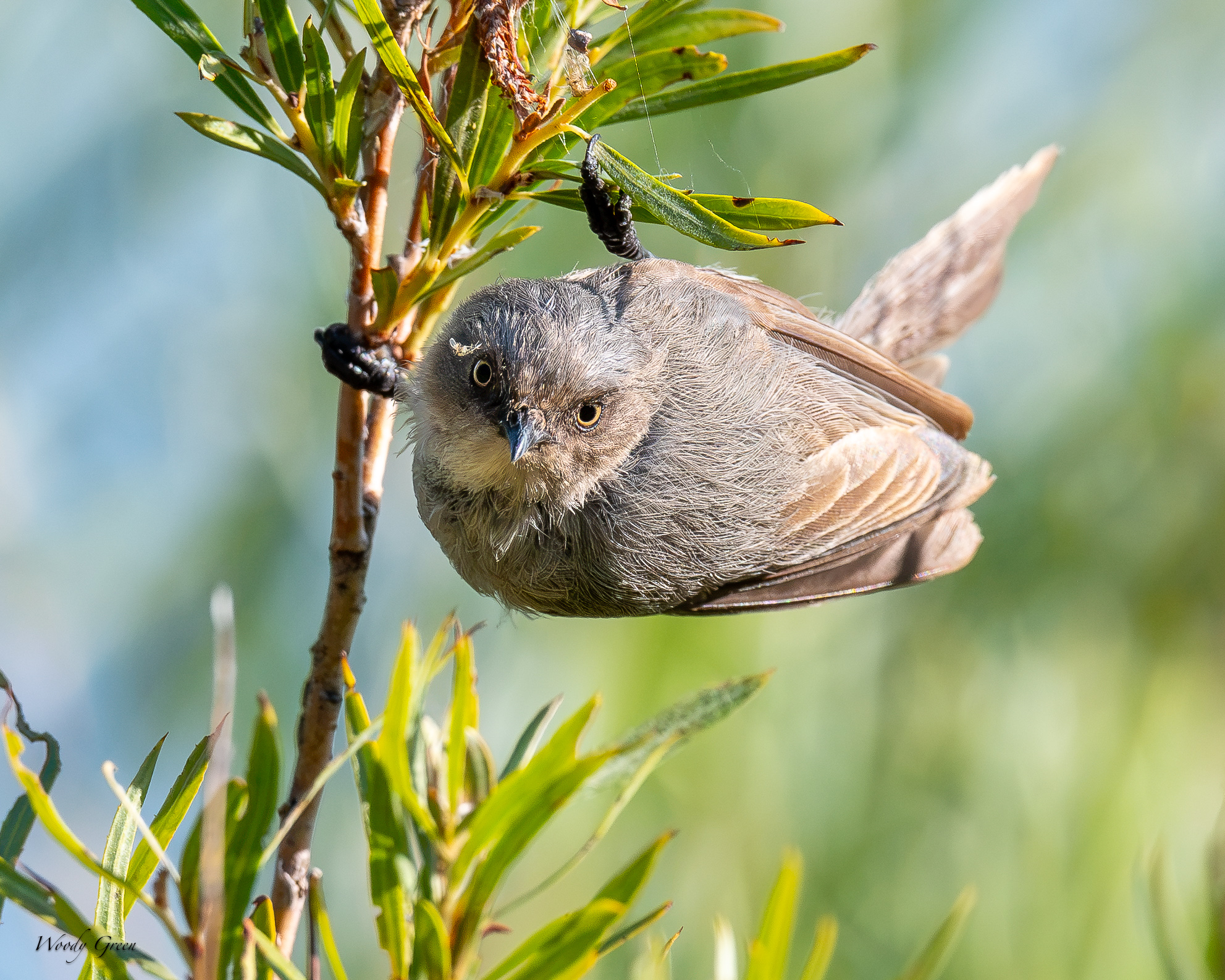 Bushtit-706.jpg