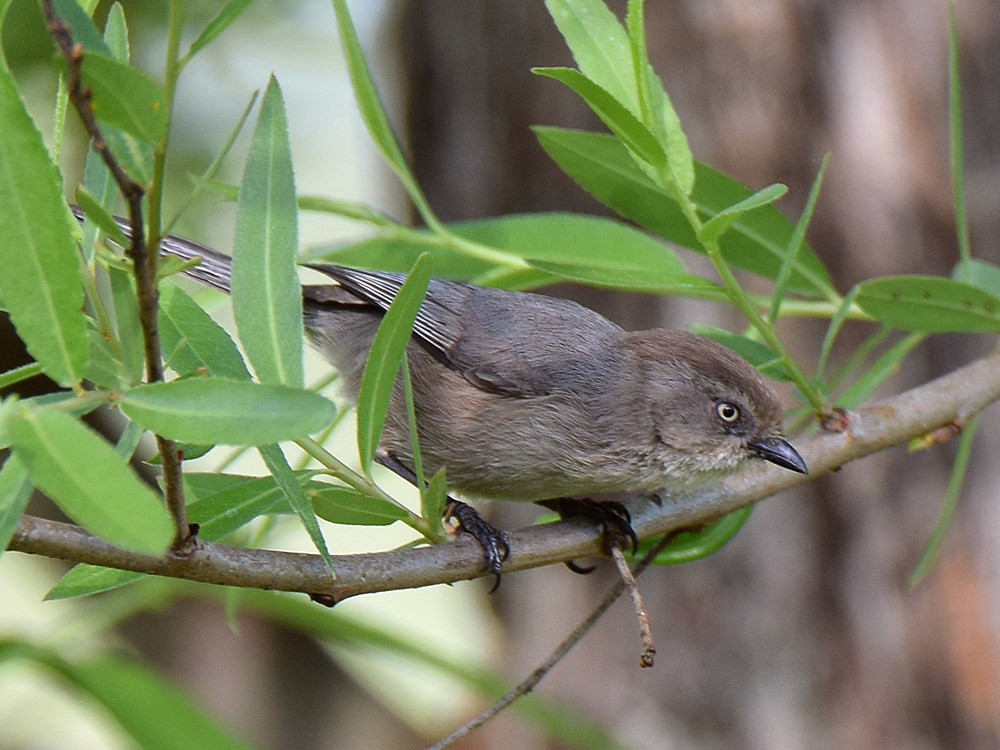 BushTit.jpg