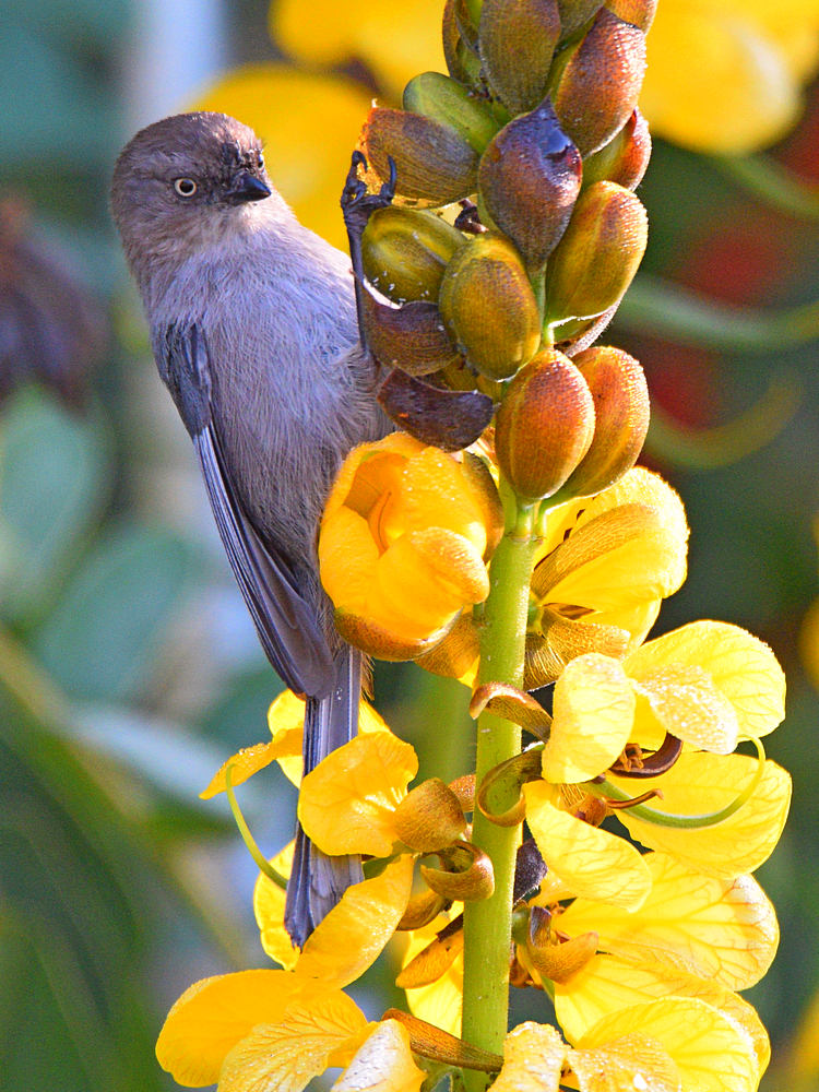 Bushtit.JPG