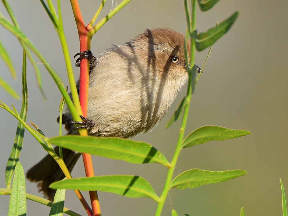 BushTit.jpg