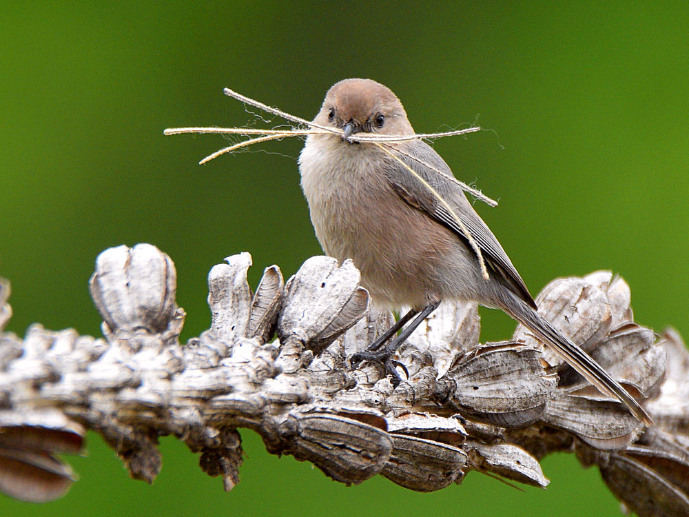 BushTit.jpg