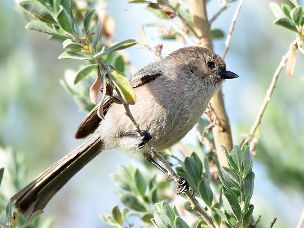 BushTit.jpg