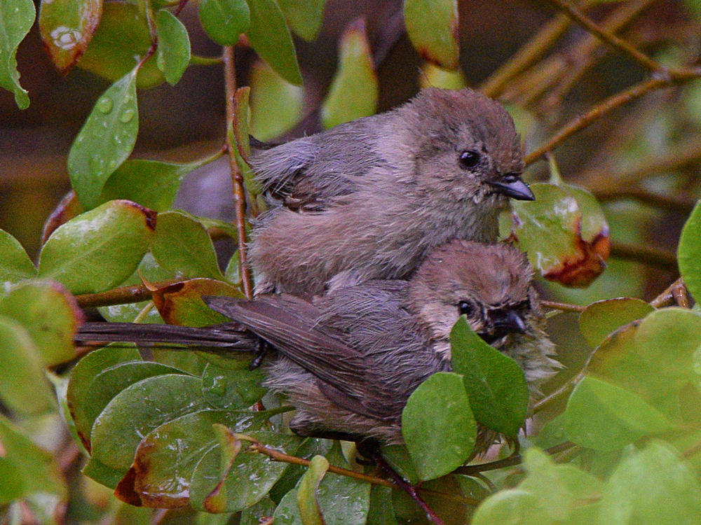 BushTit.jpg