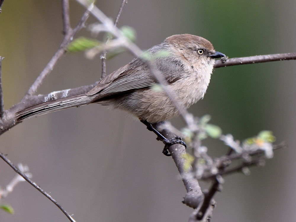 BushTit.jpg