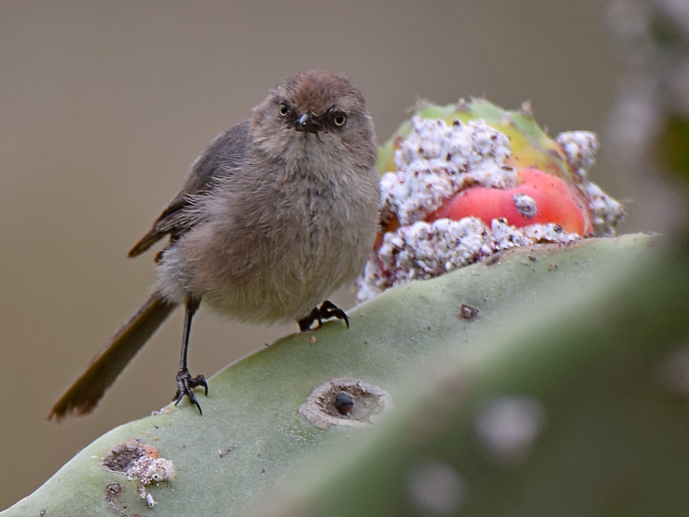 BushTit.jpg