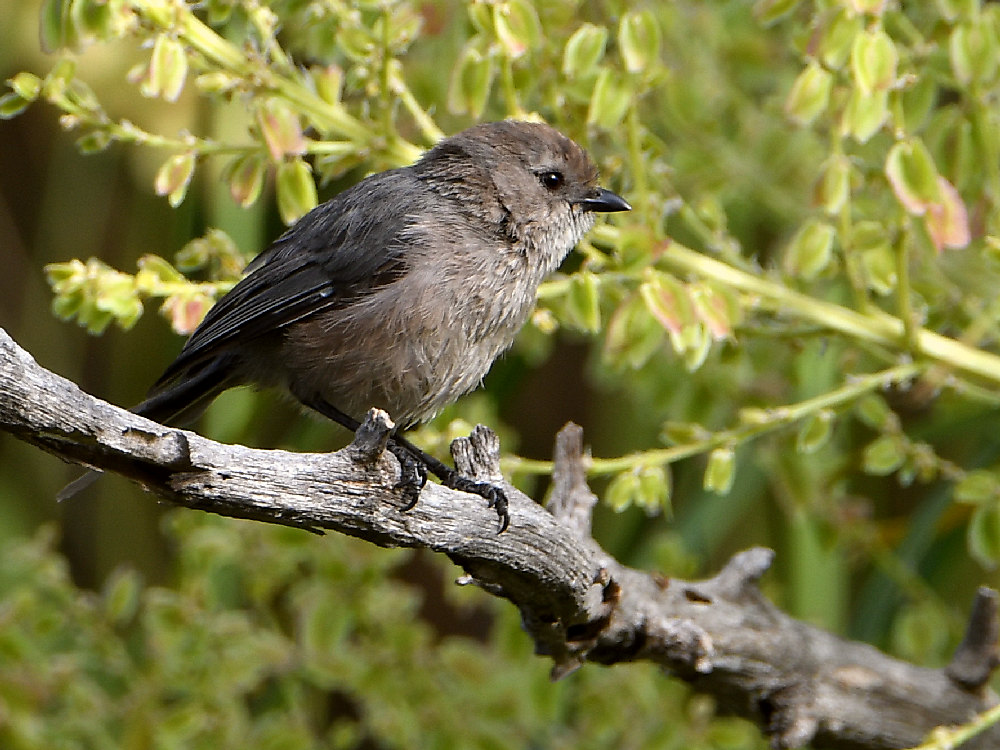 BushTit.jpg
