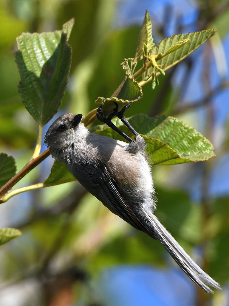 BushTit.jpg