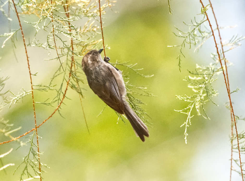 bushtit maybe N  FR 500 4450.jpg