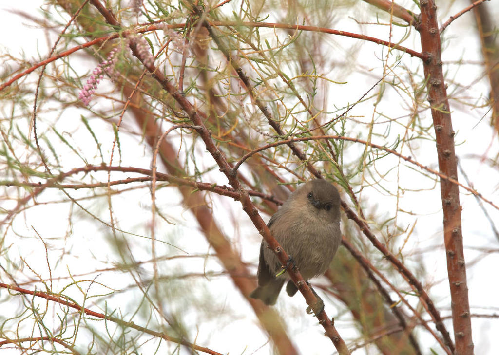 bushtit N LR_5006488.jpg