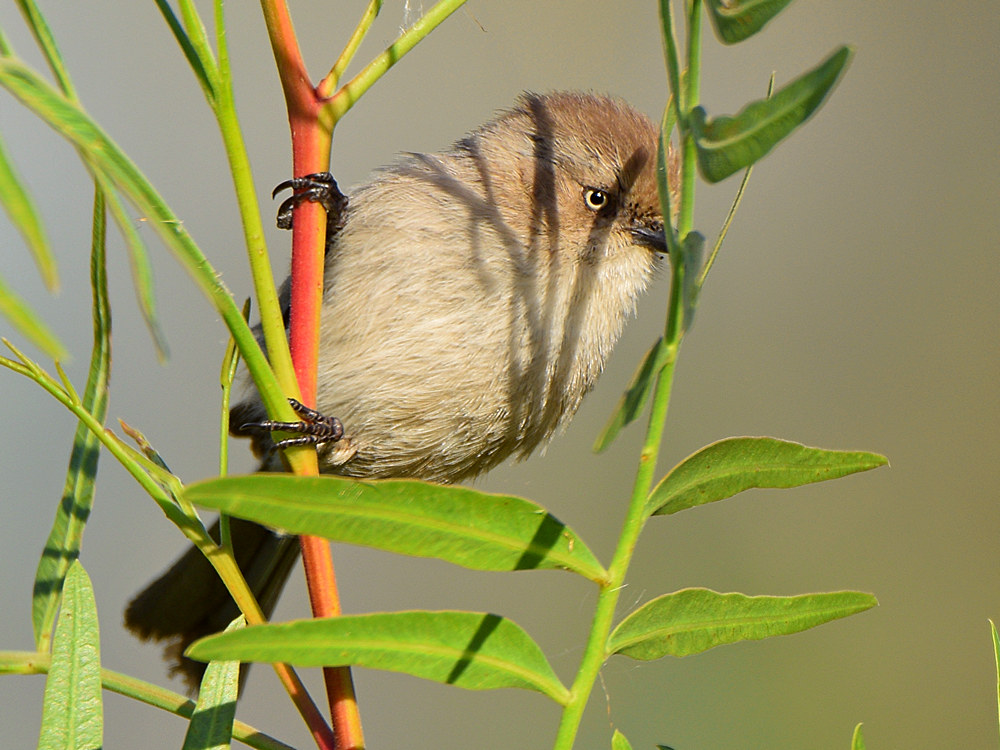 BushTit2.jpg