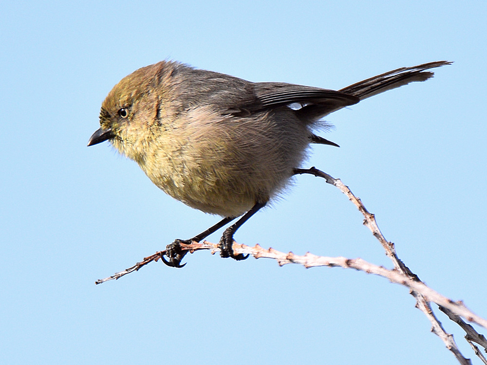 BushTit2.jpg