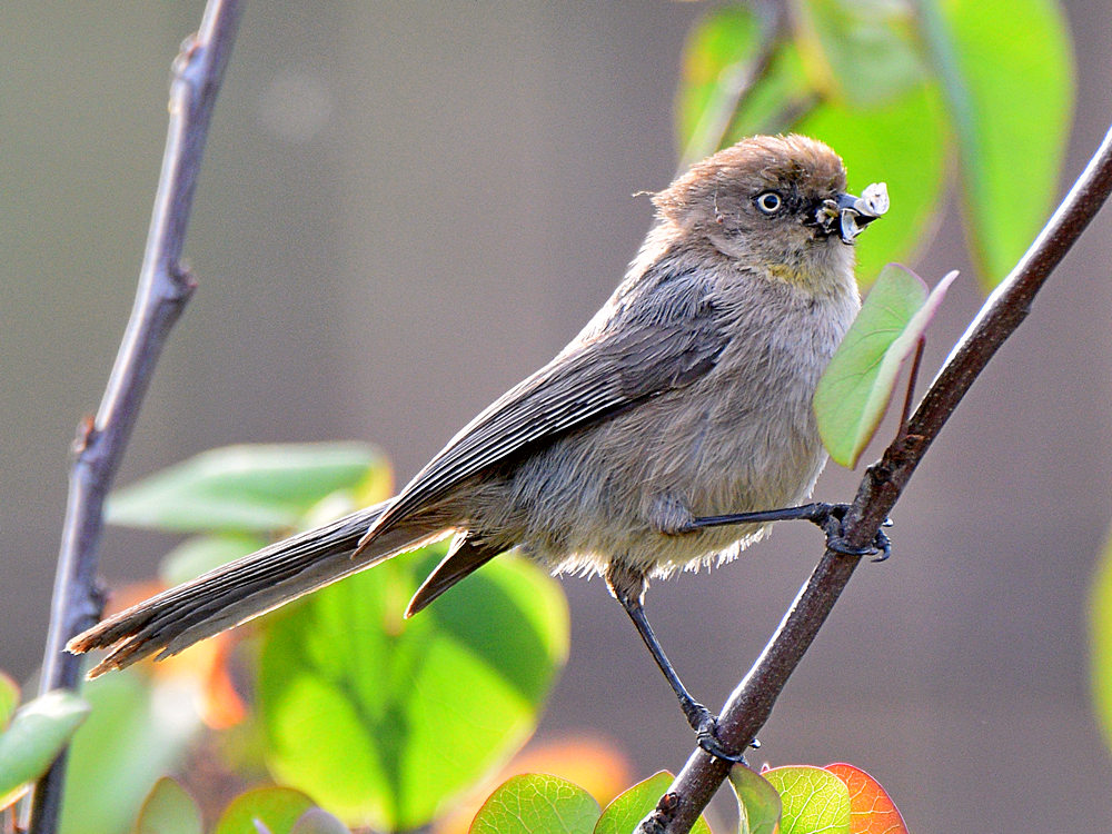 BushTit2.jpg