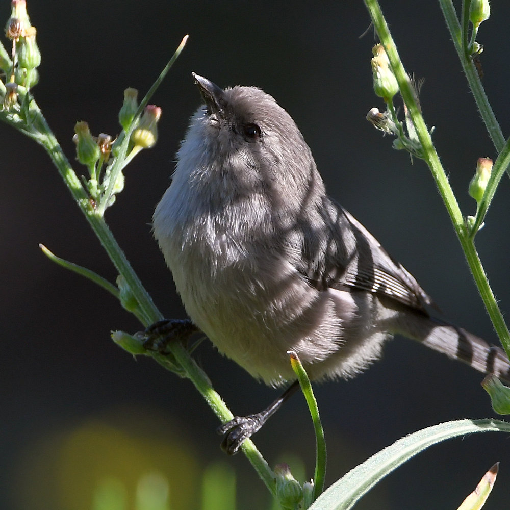 Bushtit2.jpg