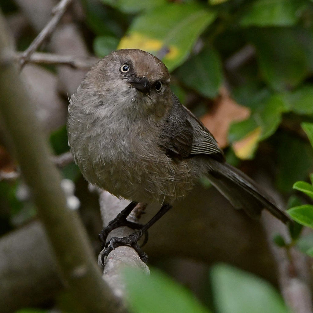 BushTit2.jpg