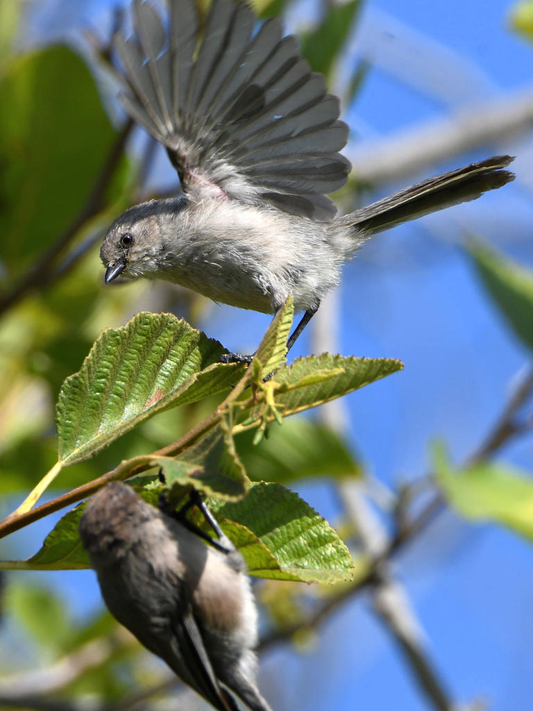 BushTit2.jpg