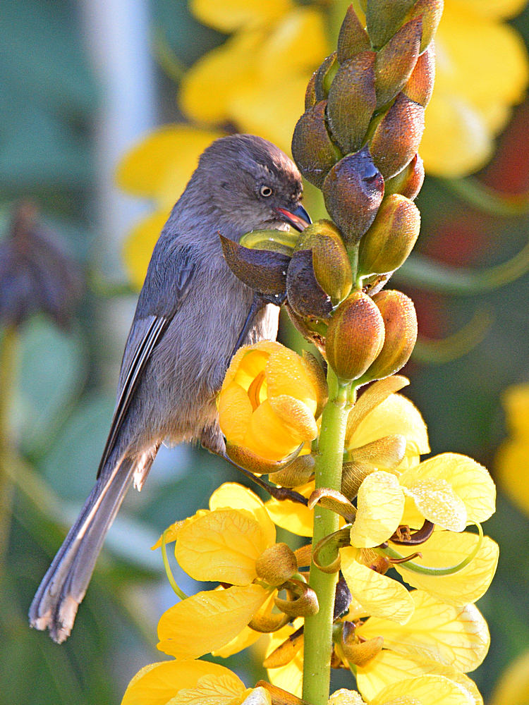 Bushtit3.jpg