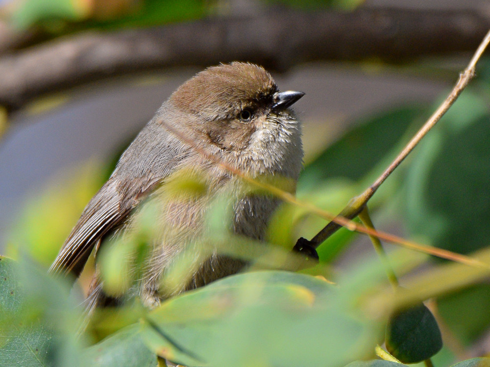 BushTit3.jpg