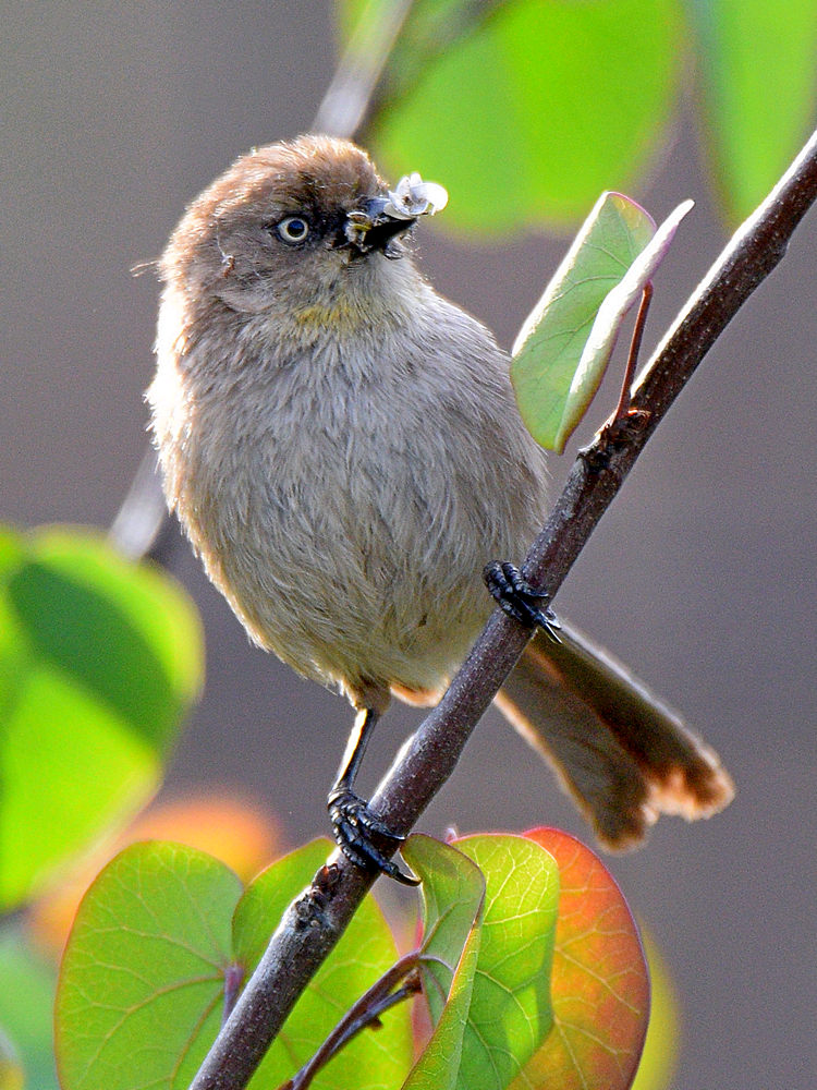 BushTit3.jpg