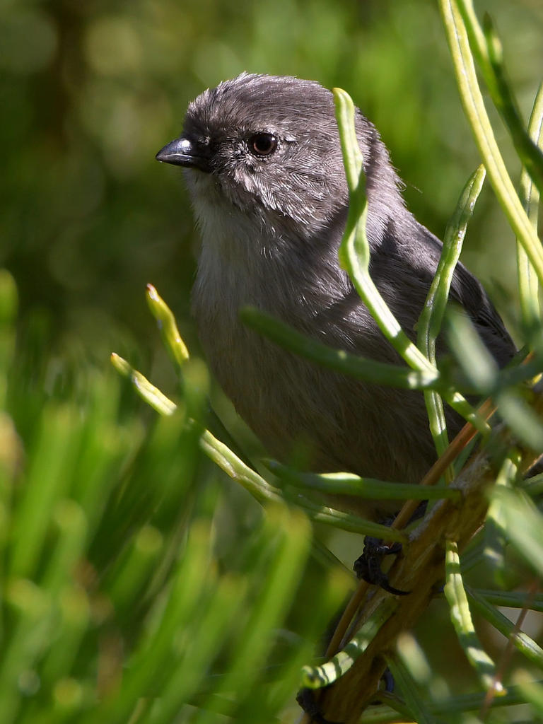 Bushtit3.jpg