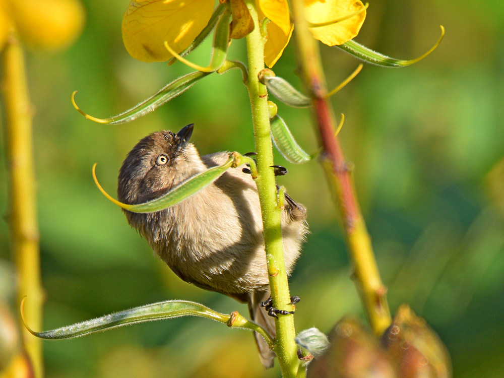 Bushtit4.jpg