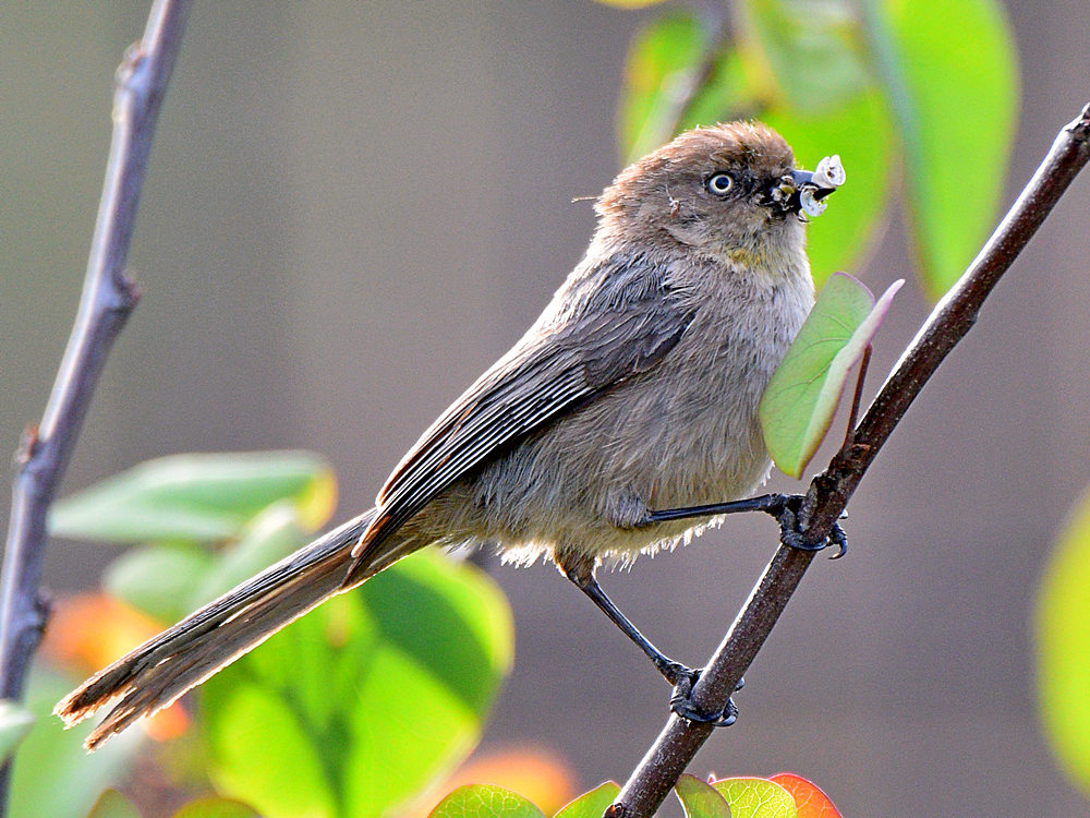BushTit4.jpg