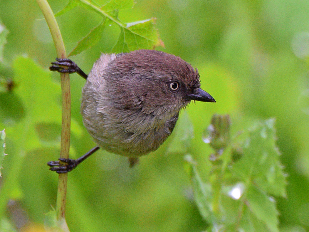BushTit4.jpg