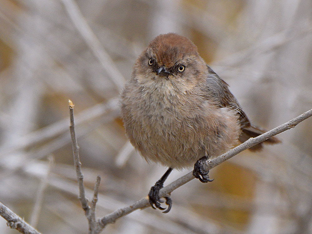 BushTit4.jpg