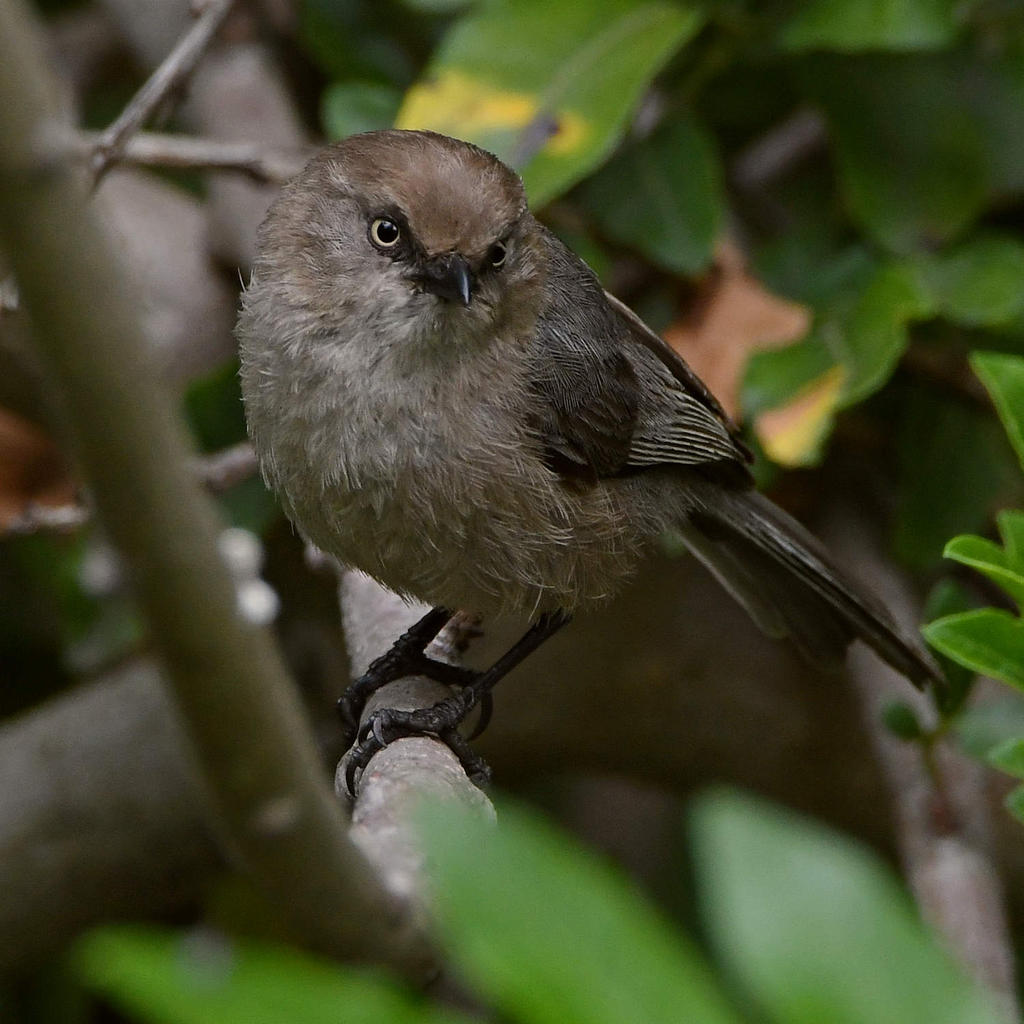 BushTit4.jpg