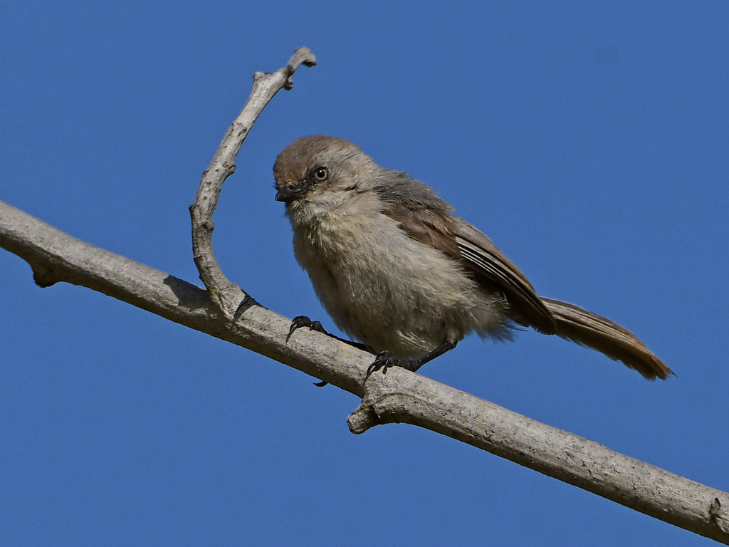 BushTit4.jpg