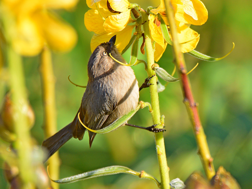 Bushtit5.jpg