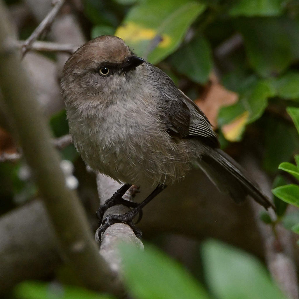 BushTit5.jpg