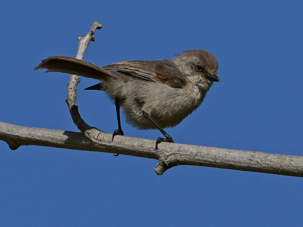 BushTit5.jpg