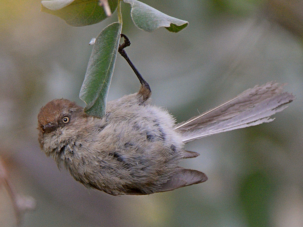 BushTit6.jpg