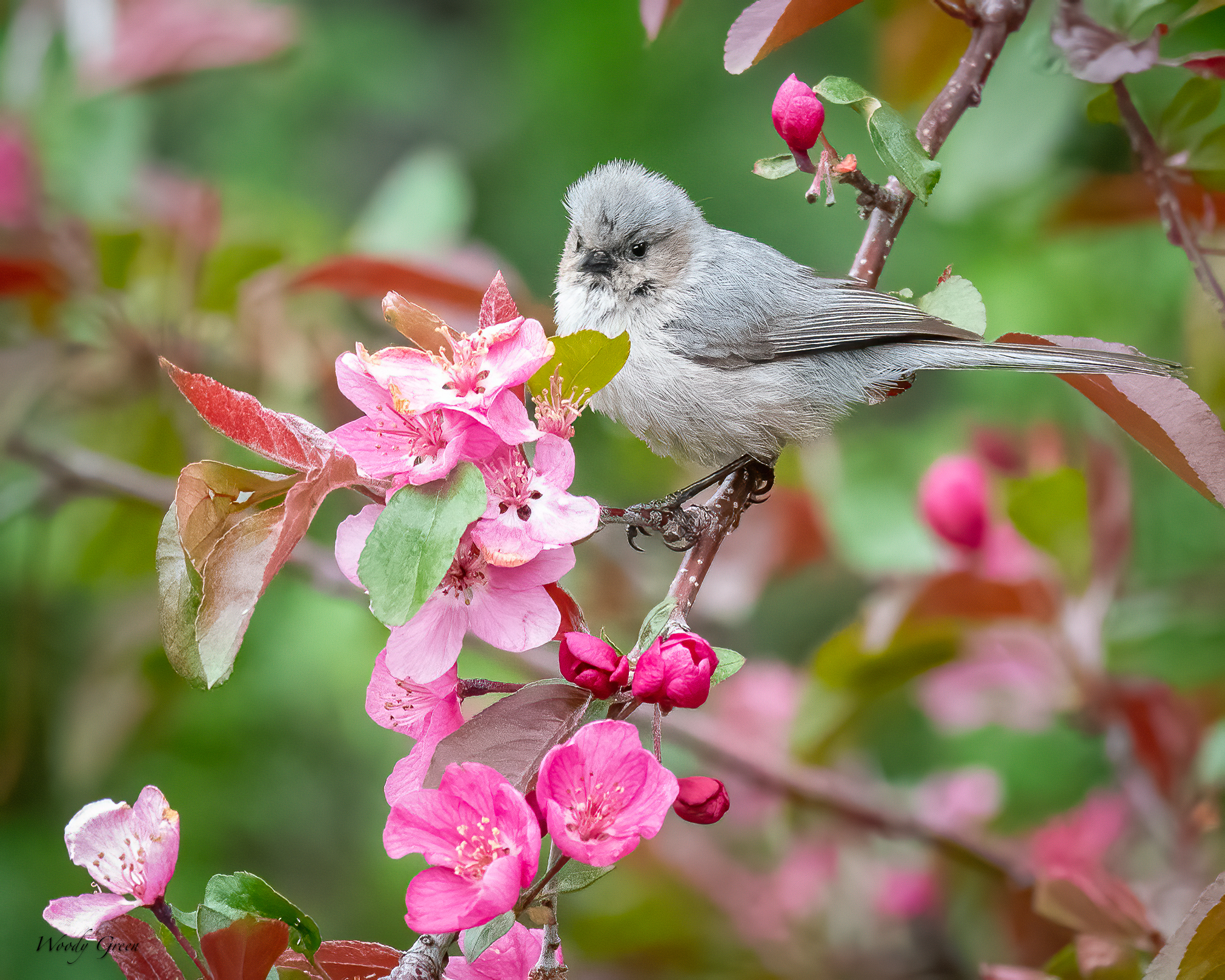 BushtitBlossoms-626.jpg