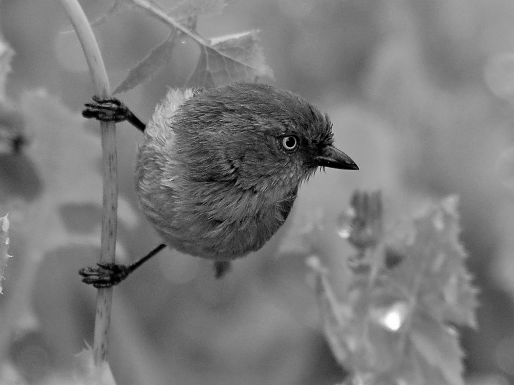 BushTitBW.jpg