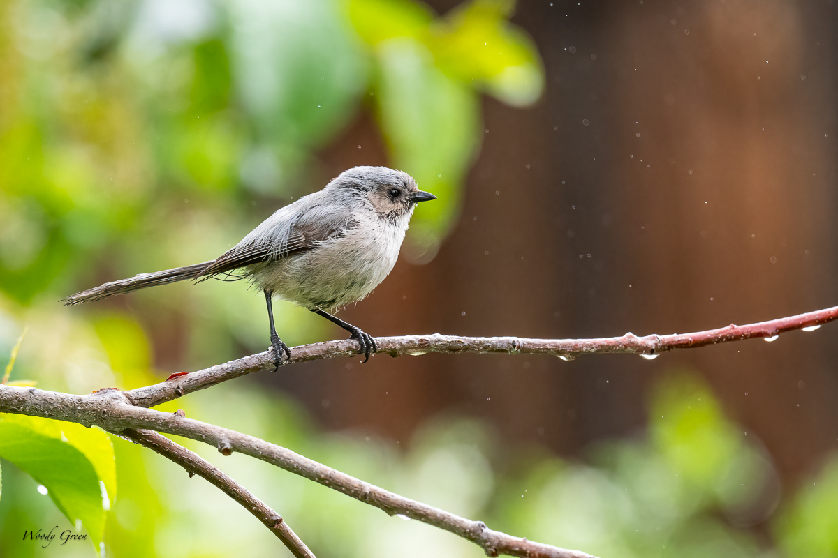 BushtitRain-648.jpg