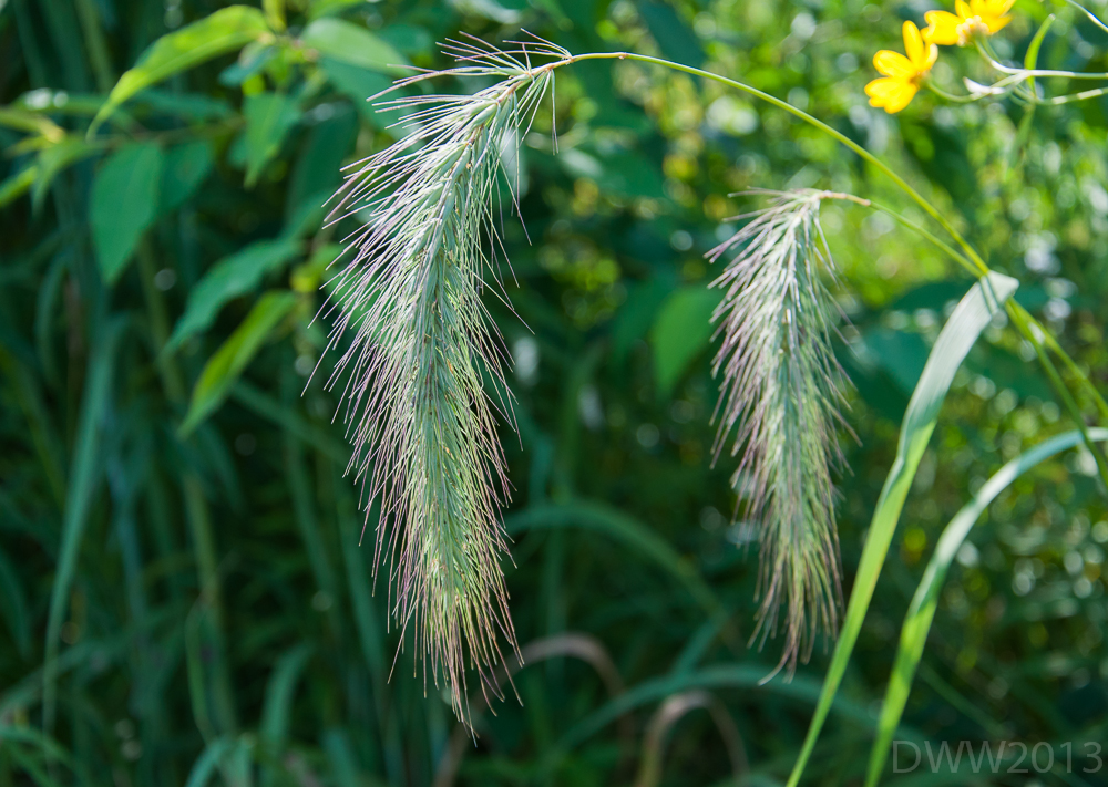 Bushy (1 of 1).jpg
