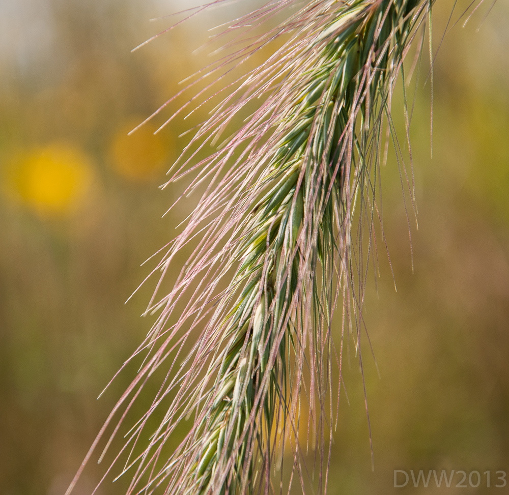 Bushy1 (1 of 1).jpg