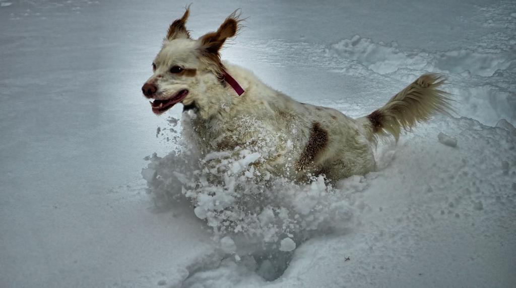 Buster in snow2.jpg