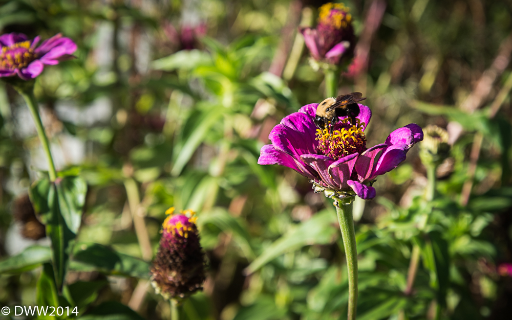 Busy Bee (1 of 1).jpg