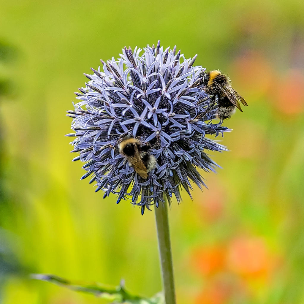 busy-bees.jpg