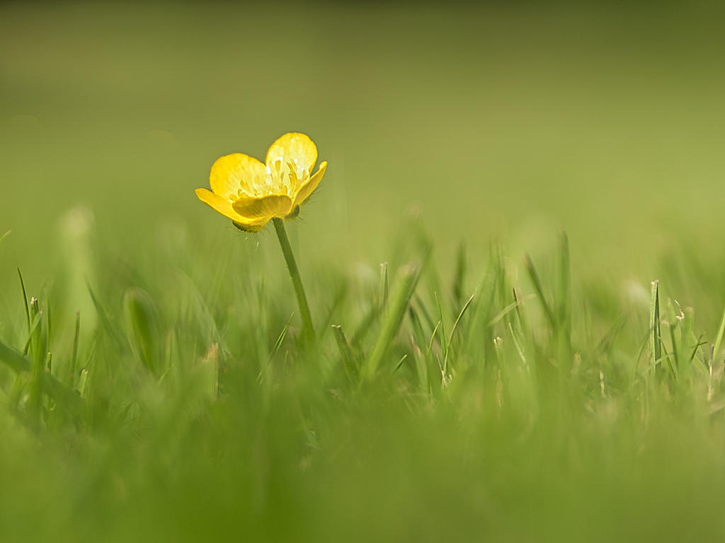 Buttercup.jpg
