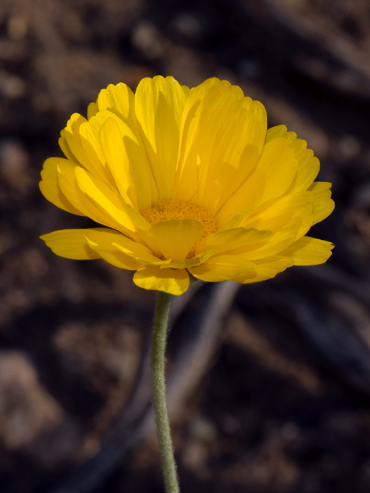 Buttercup.jpg