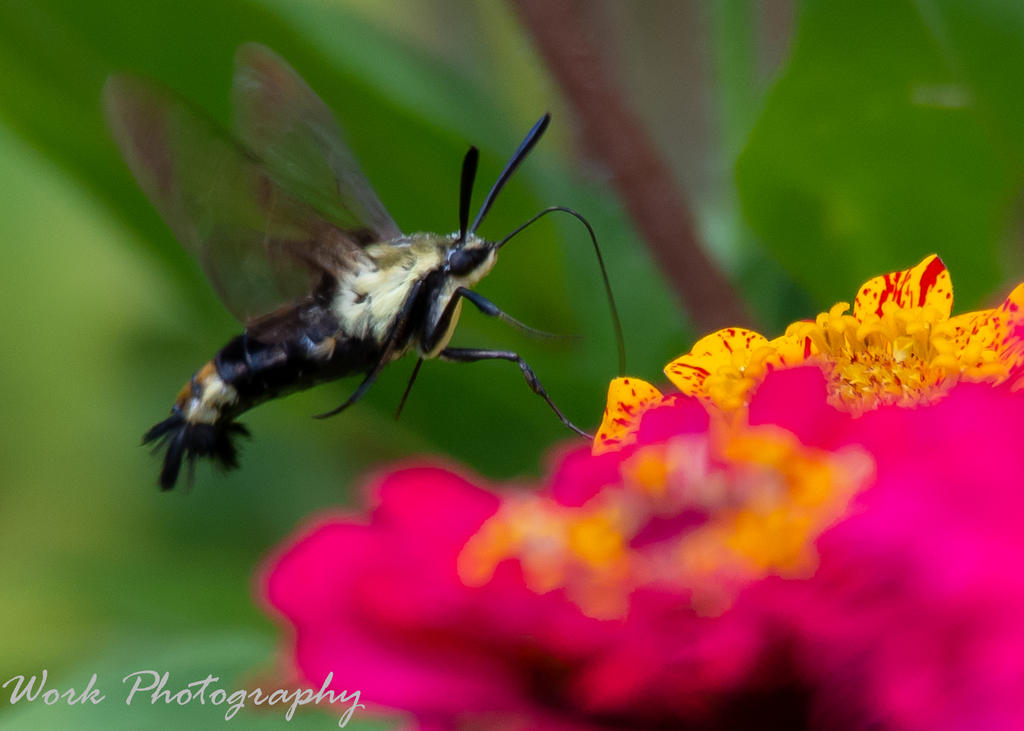 Butterflies-0756.jpg
