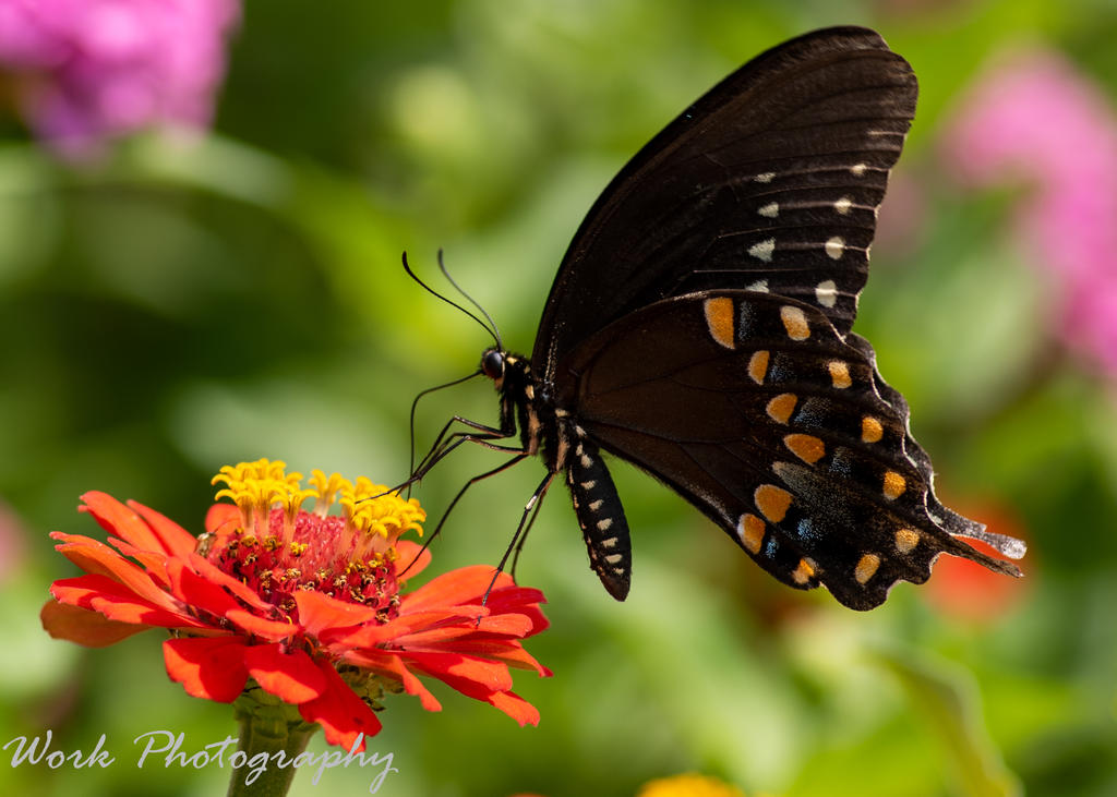Butterflies-7893.jpg