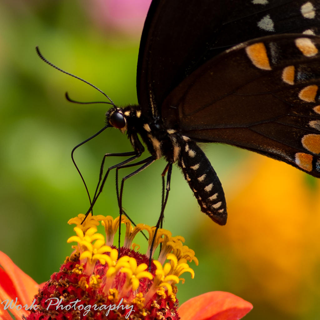 Butterflies-7897.jpg