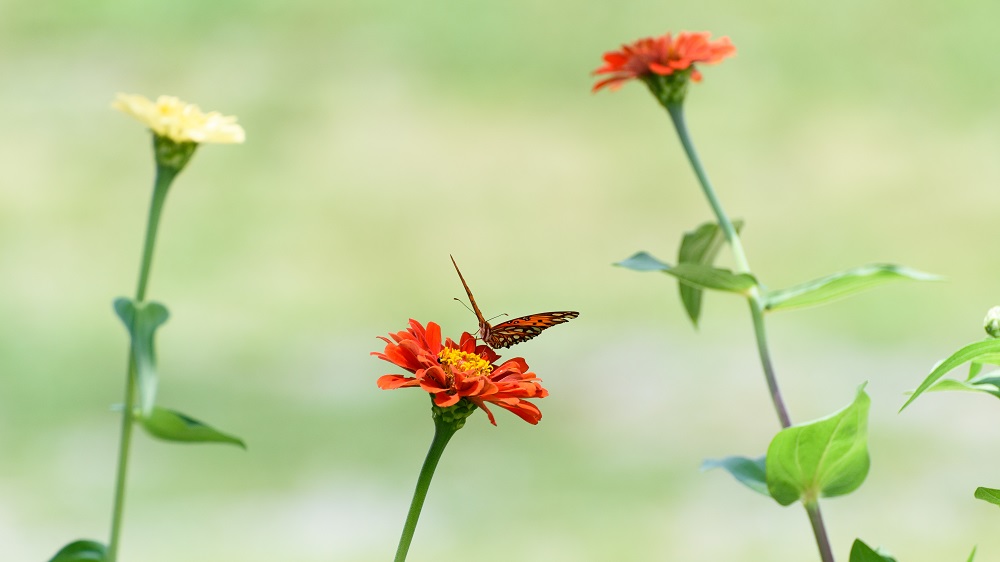 Butterfly-0668.jpg