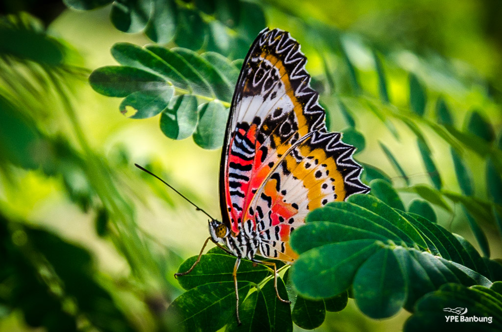 butterfly-1.jpg